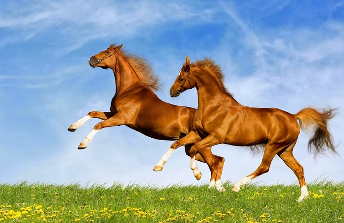 лошади, небо, трава